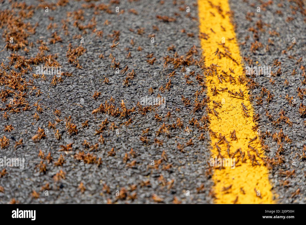 Accent sélectif sur un essaim de jeunes criquets sur une surface de route Banque D'Images