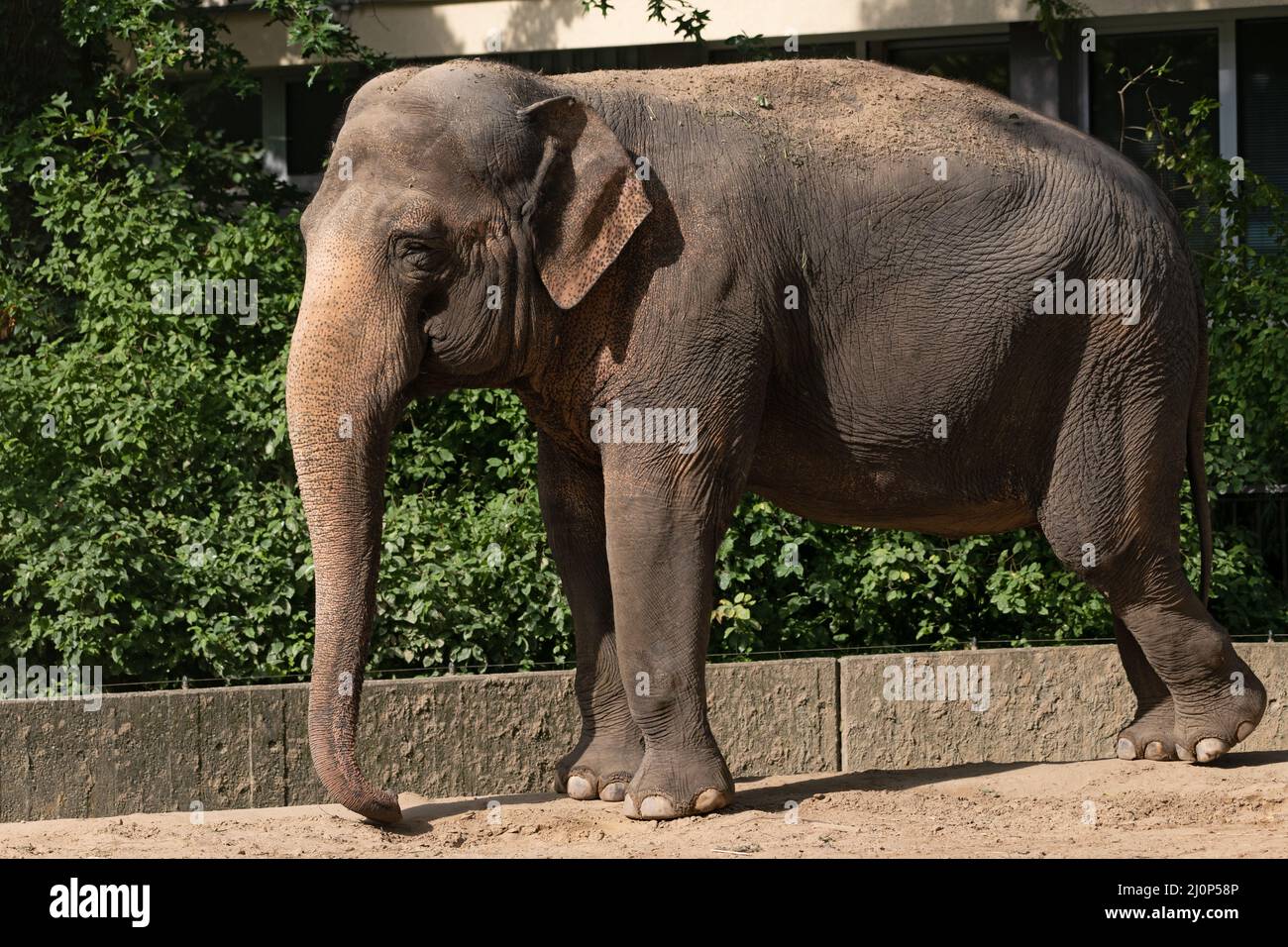 L'éléphant d'Asie (Elepha maximus) dans le jardin zoologique de Berlin, en Allemagne. Banque D'Images
