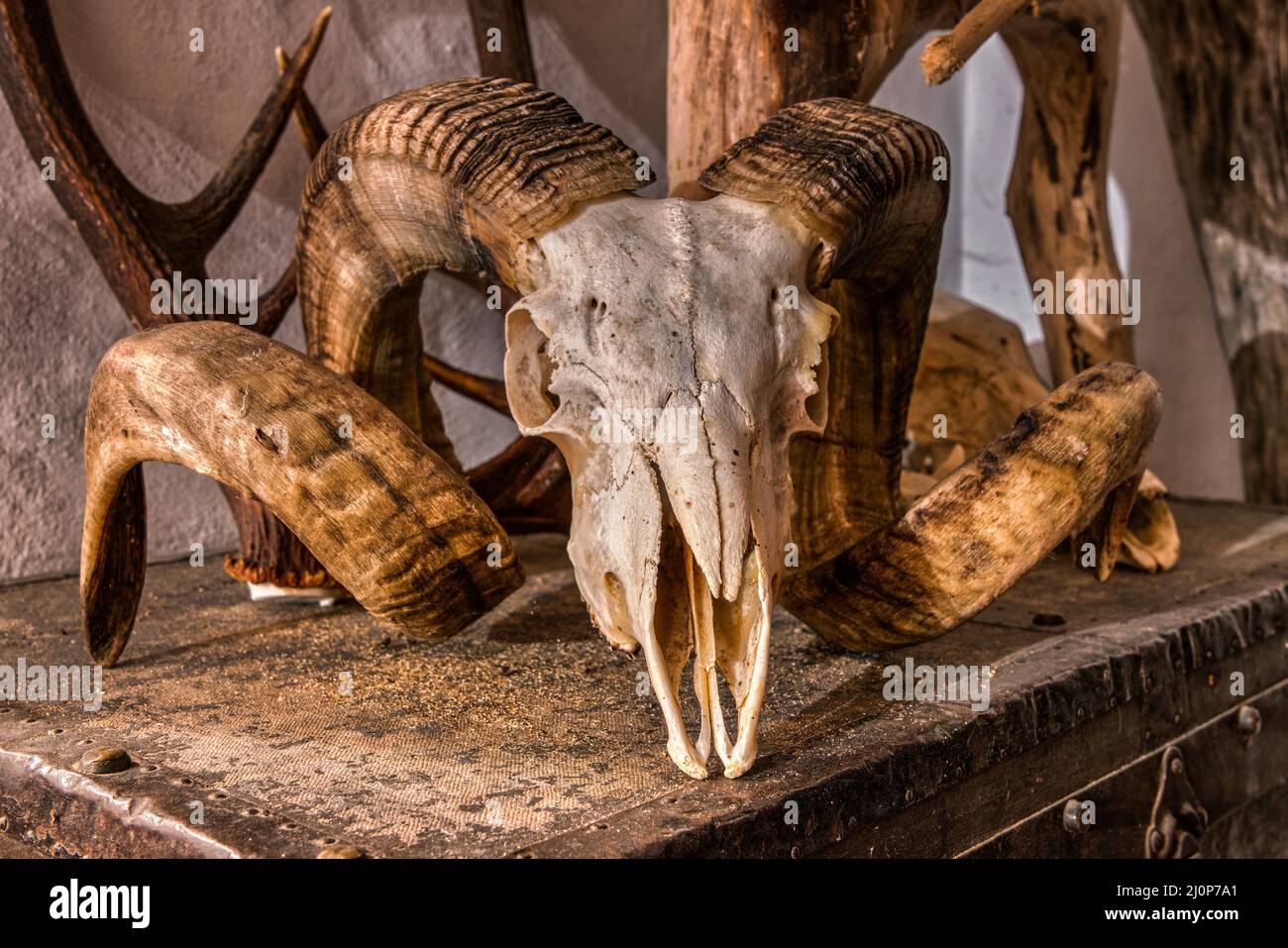 Crâne animal sur la poitrine Banque D'Images
