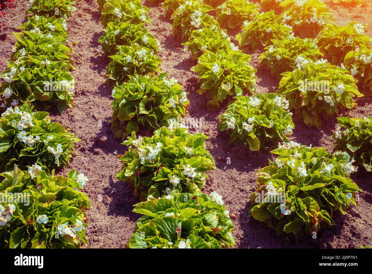 Plantation de fleurs de begonia. Nature fond floral Banque D'Images