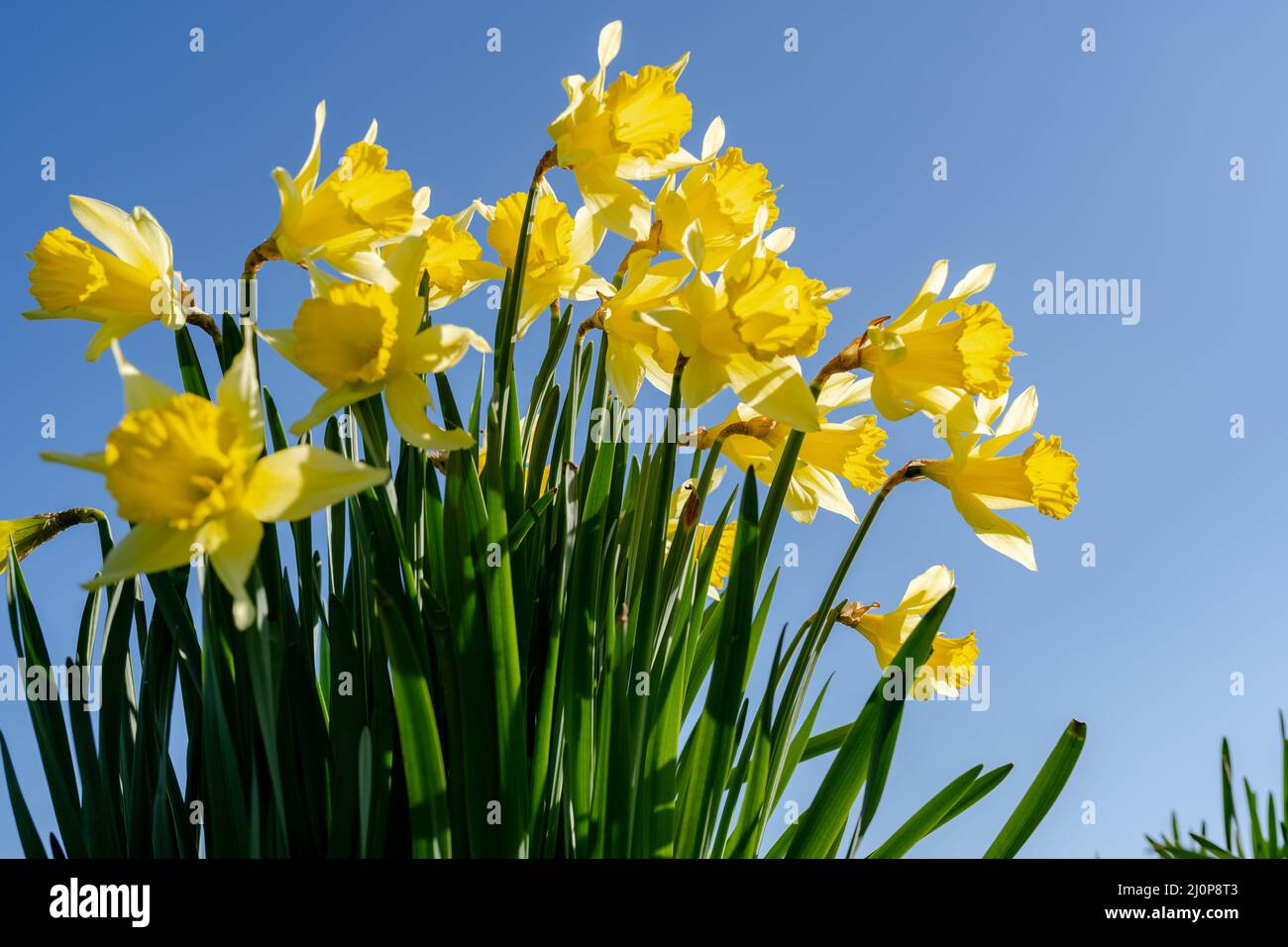 Gros plan à faible angle de jonquilles jaune vif contre un ciel bleu clair et vif au printemps Banque D'Images