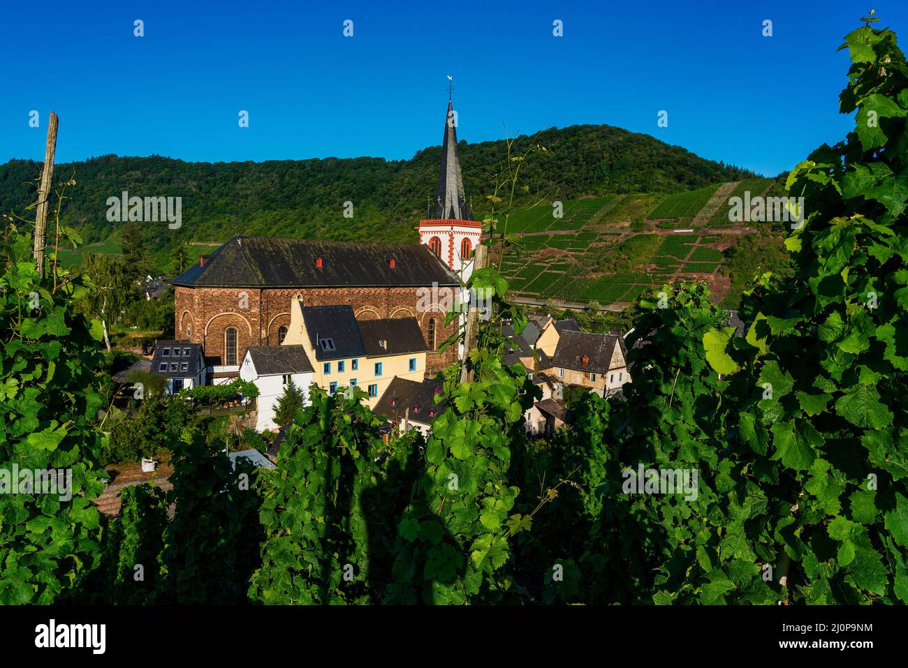 Vignobles sur la Moselle, vignobles sur la Moselle, commune de Bruttig-Fankel, Allemagne. Banque D'Images