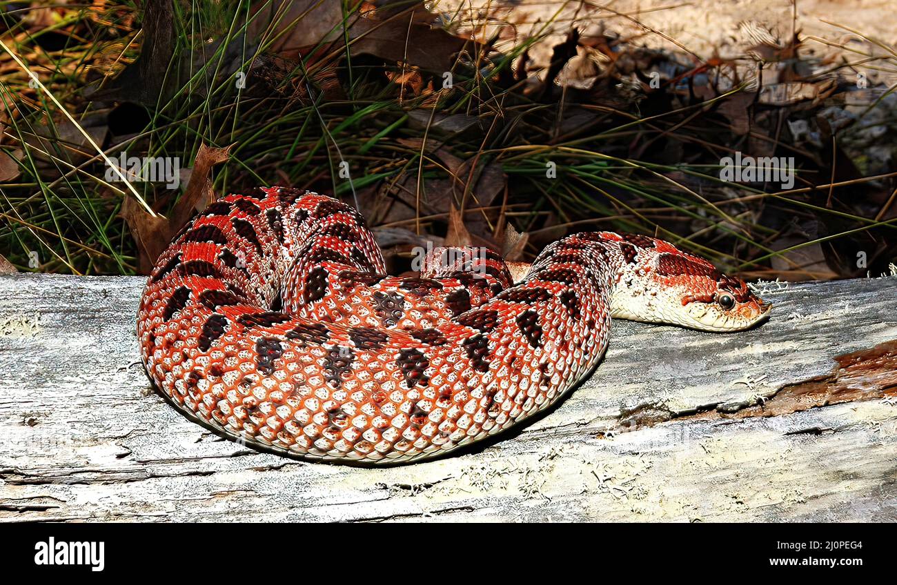 Madison County Floride Serpent Hognose Sudiste De La Phase Rouge Adulte Sauvage Heterodon Simus Photo Stock Alamy