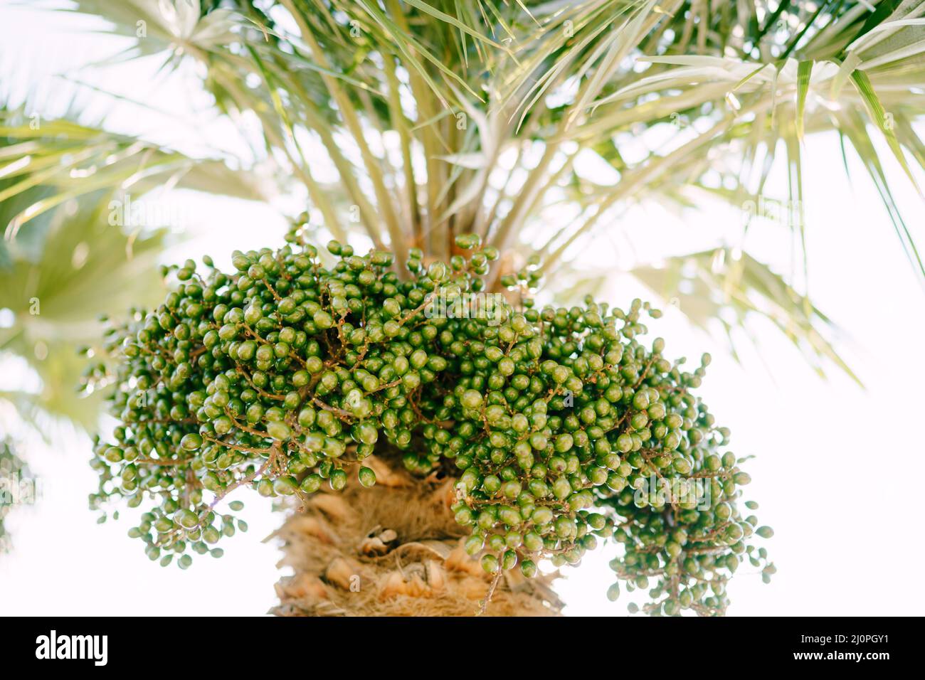 Dates vertes sur les branches de palmier.Gros plan Banque D'Images