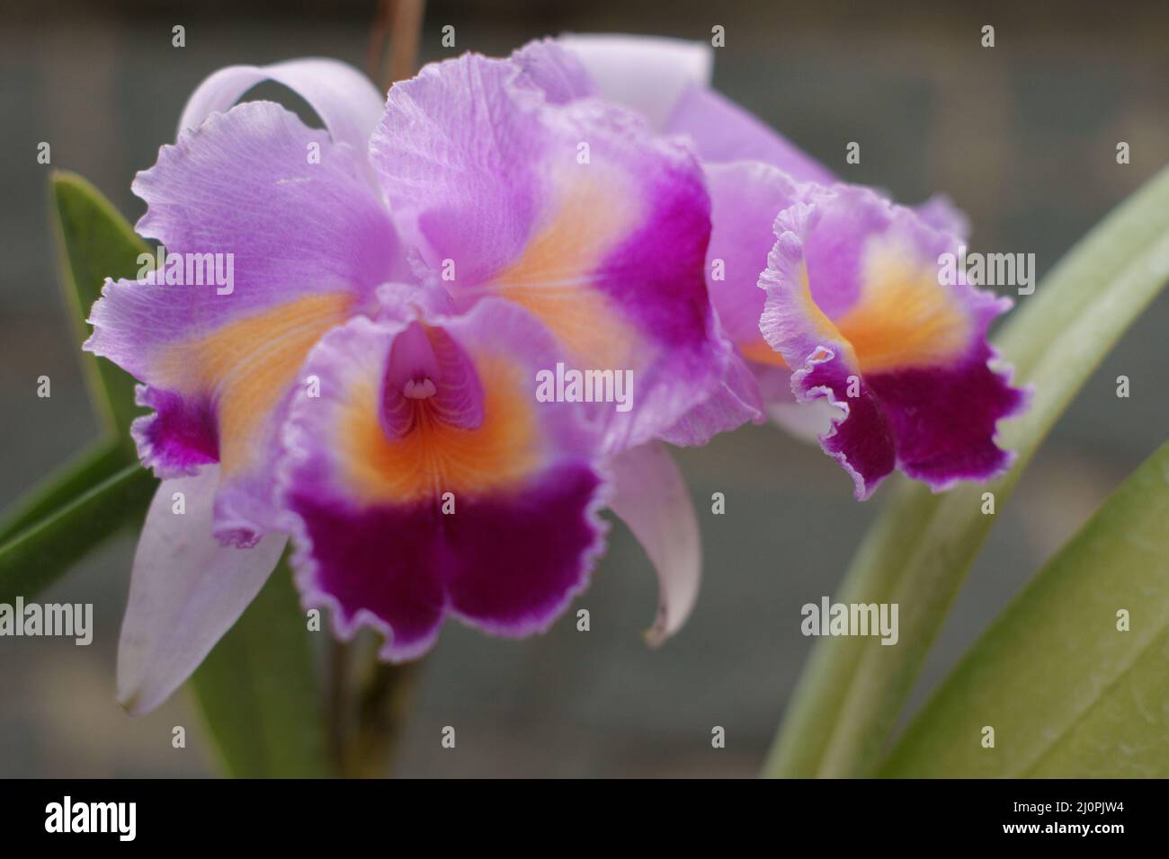 Orchidea Cattleya trianae, São Bernardo, São Paulo, Brésil Banque D'Images