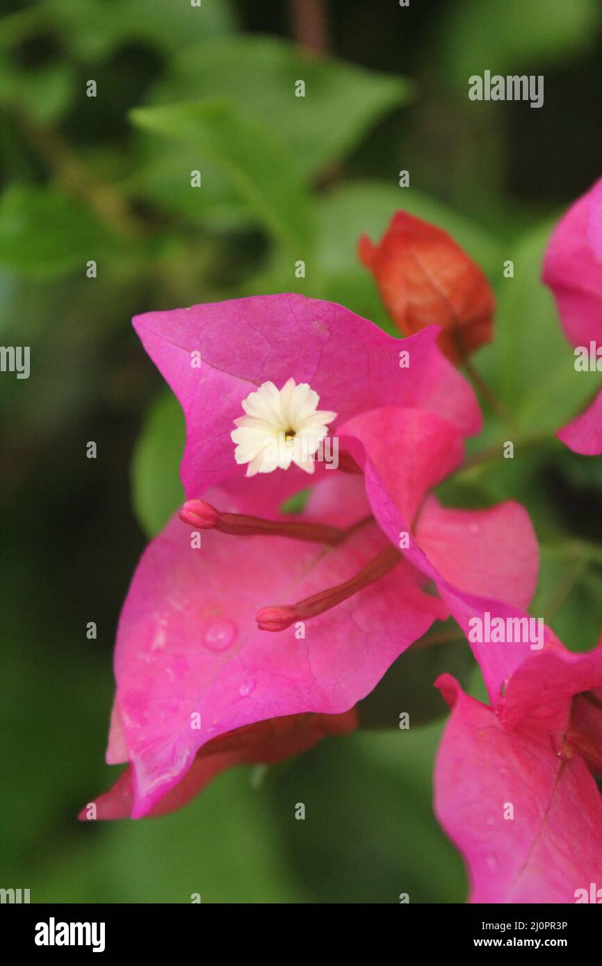 fleur de couleur rose sur fond vert sur la route du fular au bangladesh Banque D'Images