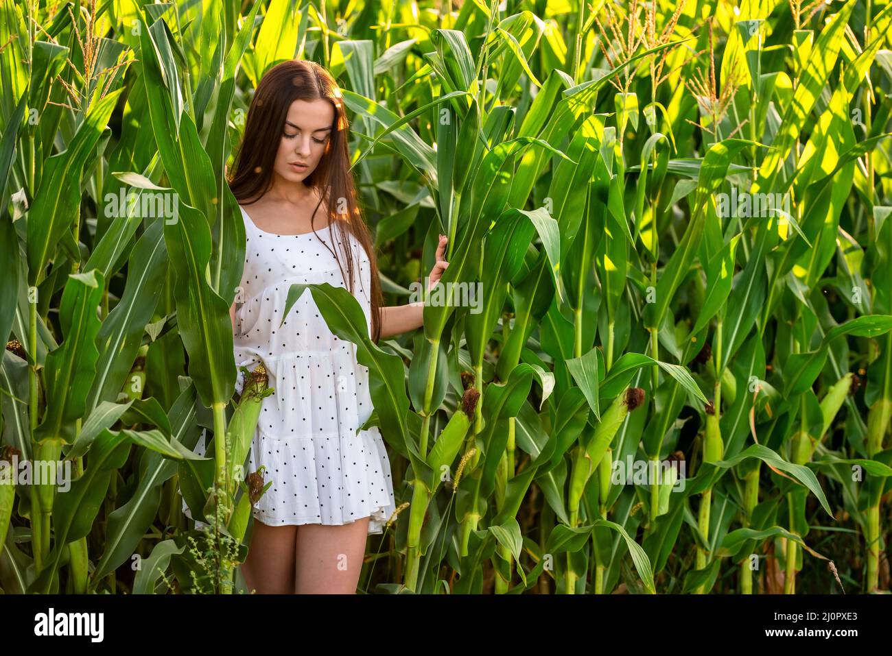 Jeune belle femme en robe blanche dans champ de maïs. Banque D'Images