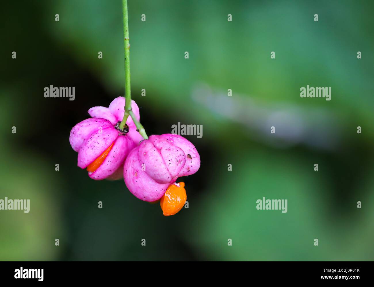 La fleur de l'euonymus commun, Euonymus europaeus. Banque D'Images La fleur de l'euonymus commun, Euonymus europaeus. Banque D'Images