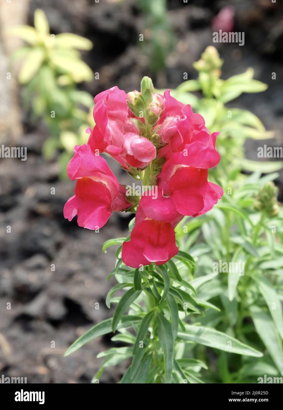 Belle fleur, rouge frais Antirrhinum, Snapdragon ou fleurs de dragon dans Un jardin. Banque D'Images