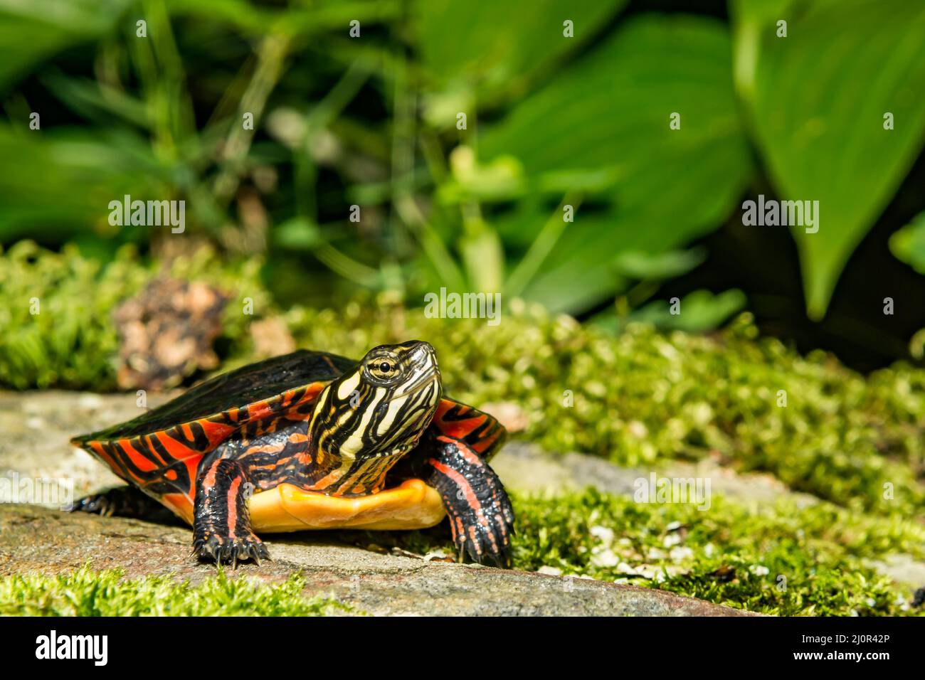 Tortue peinte de l'est - Chrysemys picta picta Banque D'Images