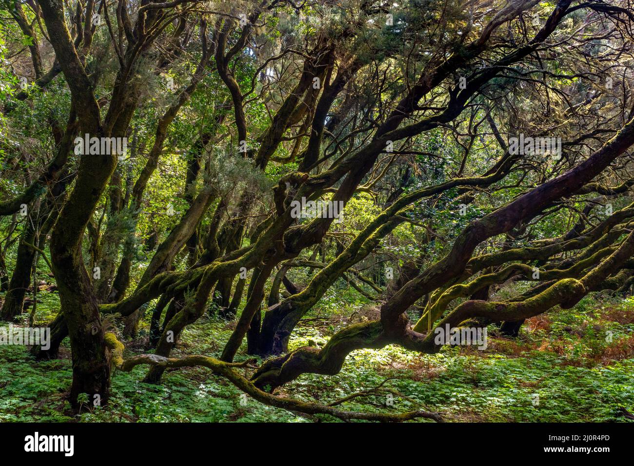 Forêt tropicale dans le parc national de Garajonay, sur l'île des Canaries de la Gomera Banque D'Images