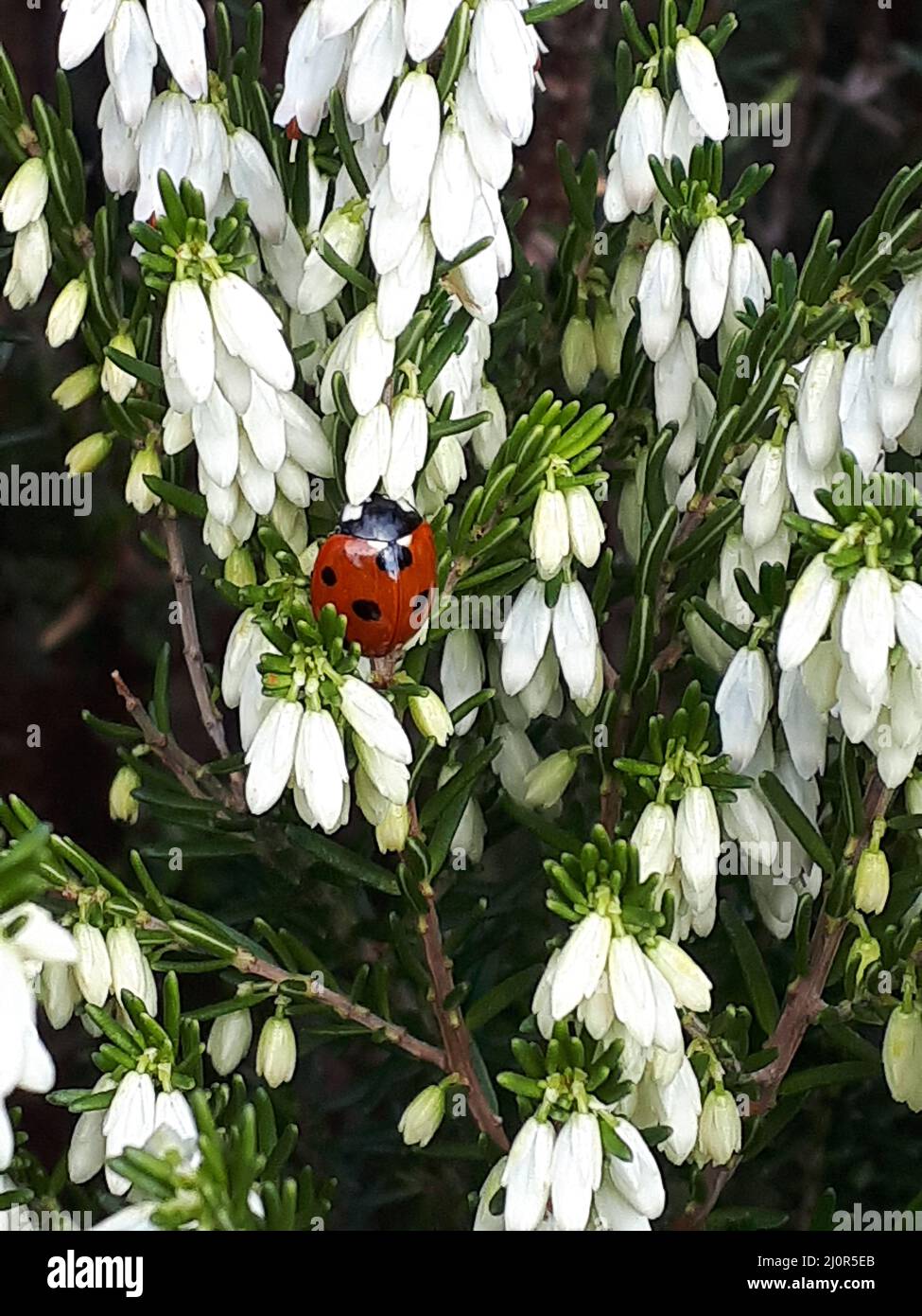 Ladybird ou coccinelle sur une plante de bruyère blanche dans mon jardin. Ils sont chanceux et bienvenus dans les jardins car chacun mangera plus de 2000 pucerons dans sa vie. Banque D'Images