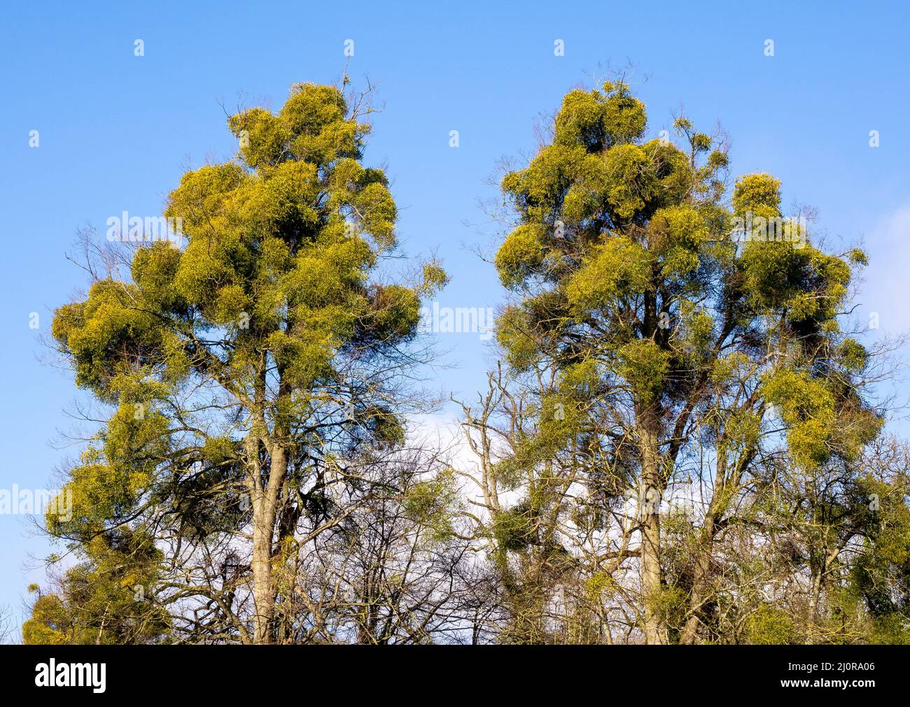 Infestation lourde de Mistletoe Viscum album sur les branches supérieures des arbres de hêtre dans Somerset Royaume-Uni donnant à l'arbre l'apparence d'être dans la feuille en hiver Banque D'Images