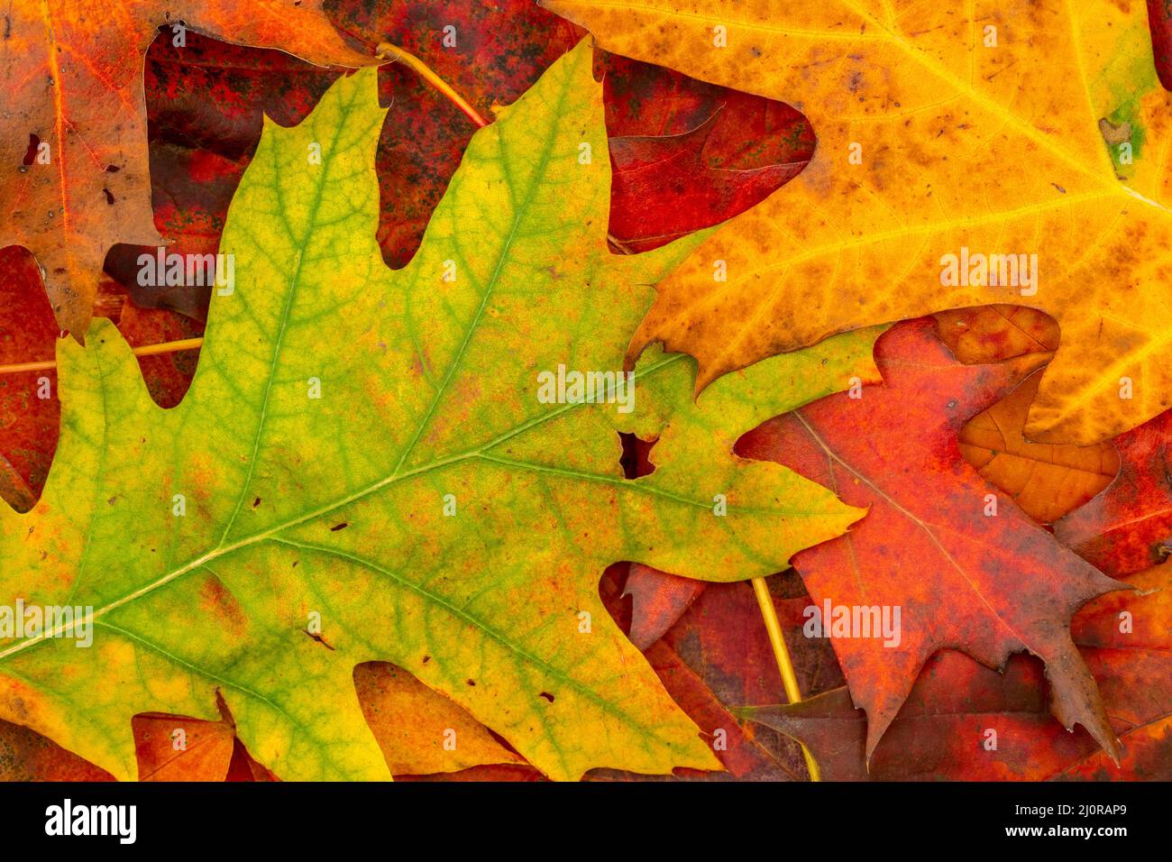 Image colorée de l'arrière-plan des feuilles automnales tombées Banque D'Images