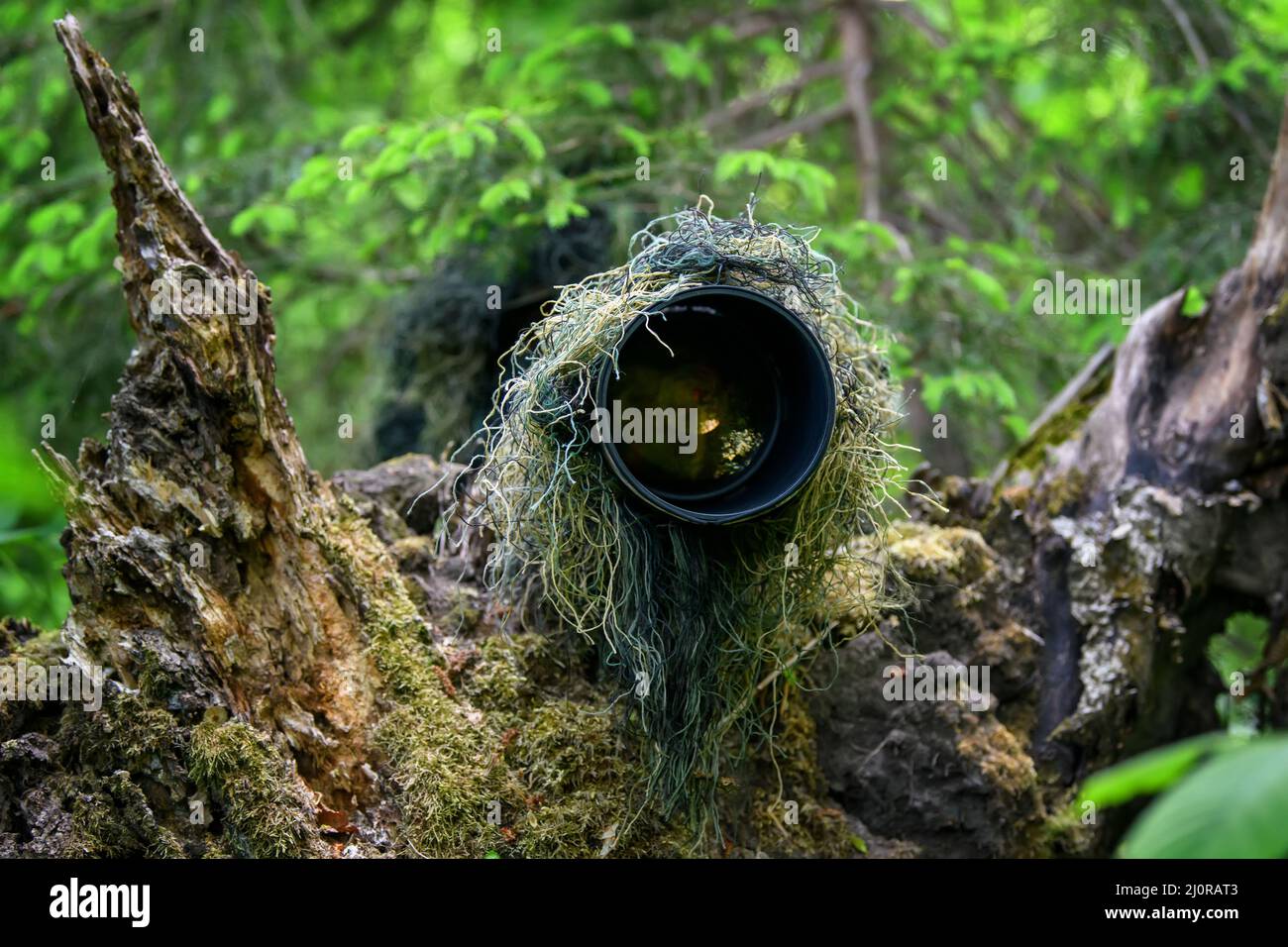 Photographe de la faune dans le ghillie de l'été camouflage travail dans la nature Banque D'Images