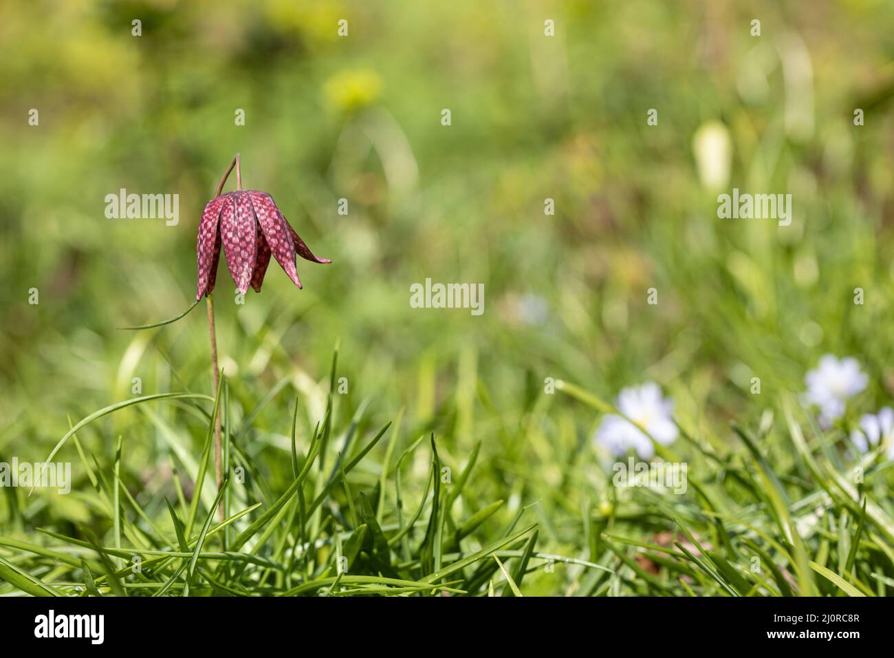 Gros plan d'un seul Fritilaria Meleagris / Lily à carreaux fleurir dans l'herbe en mars, Angleterre, Royaume-Uni Banque D'Images