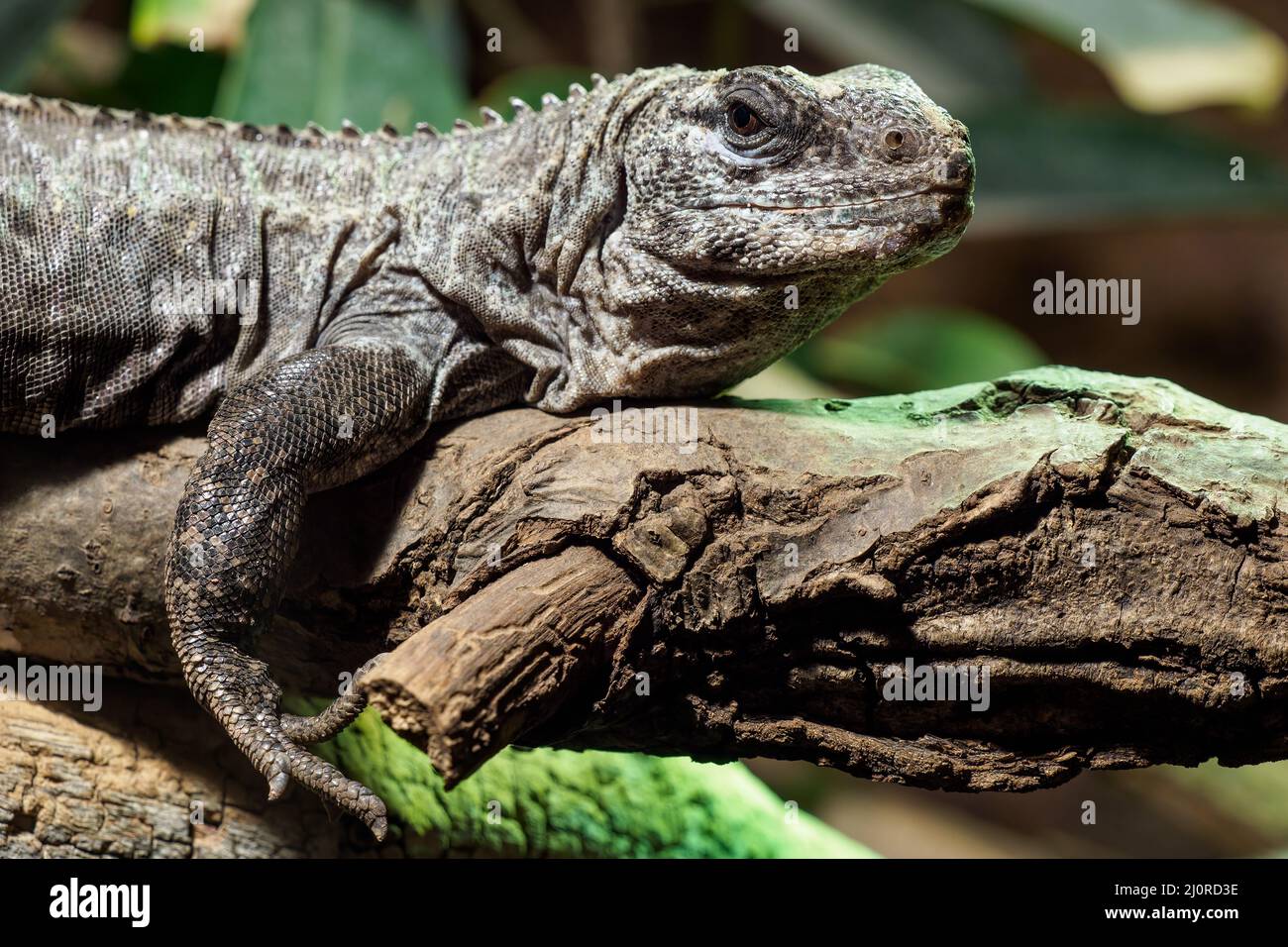 L'Utila Iguana sur une branche (Ctenosaura bakeri) est une espèce de lézard en danger critique d'extinction. Banque D'Images