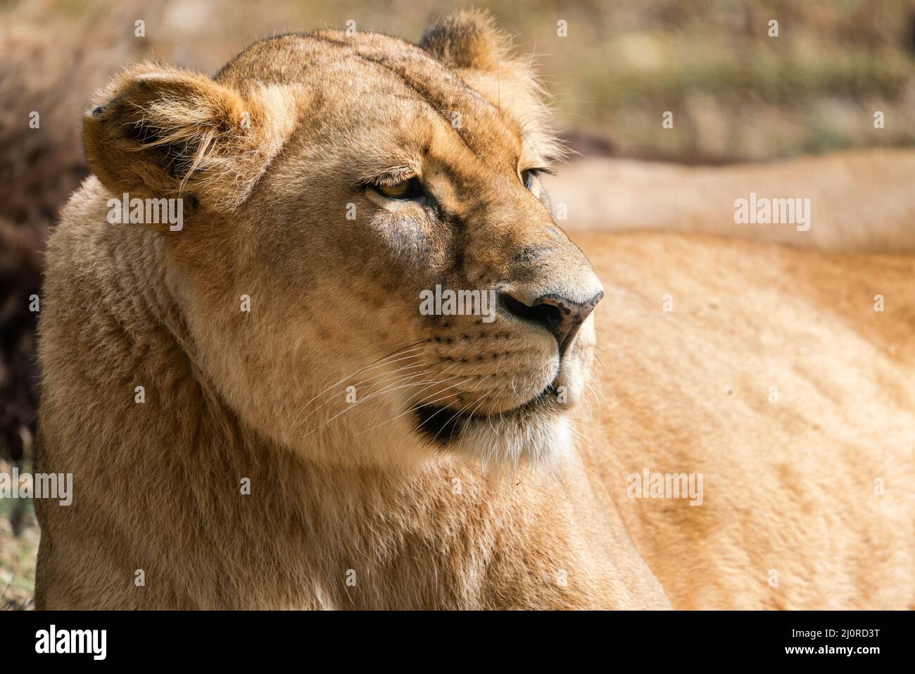 Portrait d'une lionne, lion congolais (Panthera leo bleyenberghi) Banque D'Images