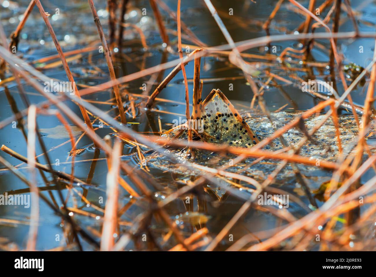 Oeufs marinés de grenouilles sur la surface de l'étang. La friture flotte sur la surface près des roseaux. Banque D'Images