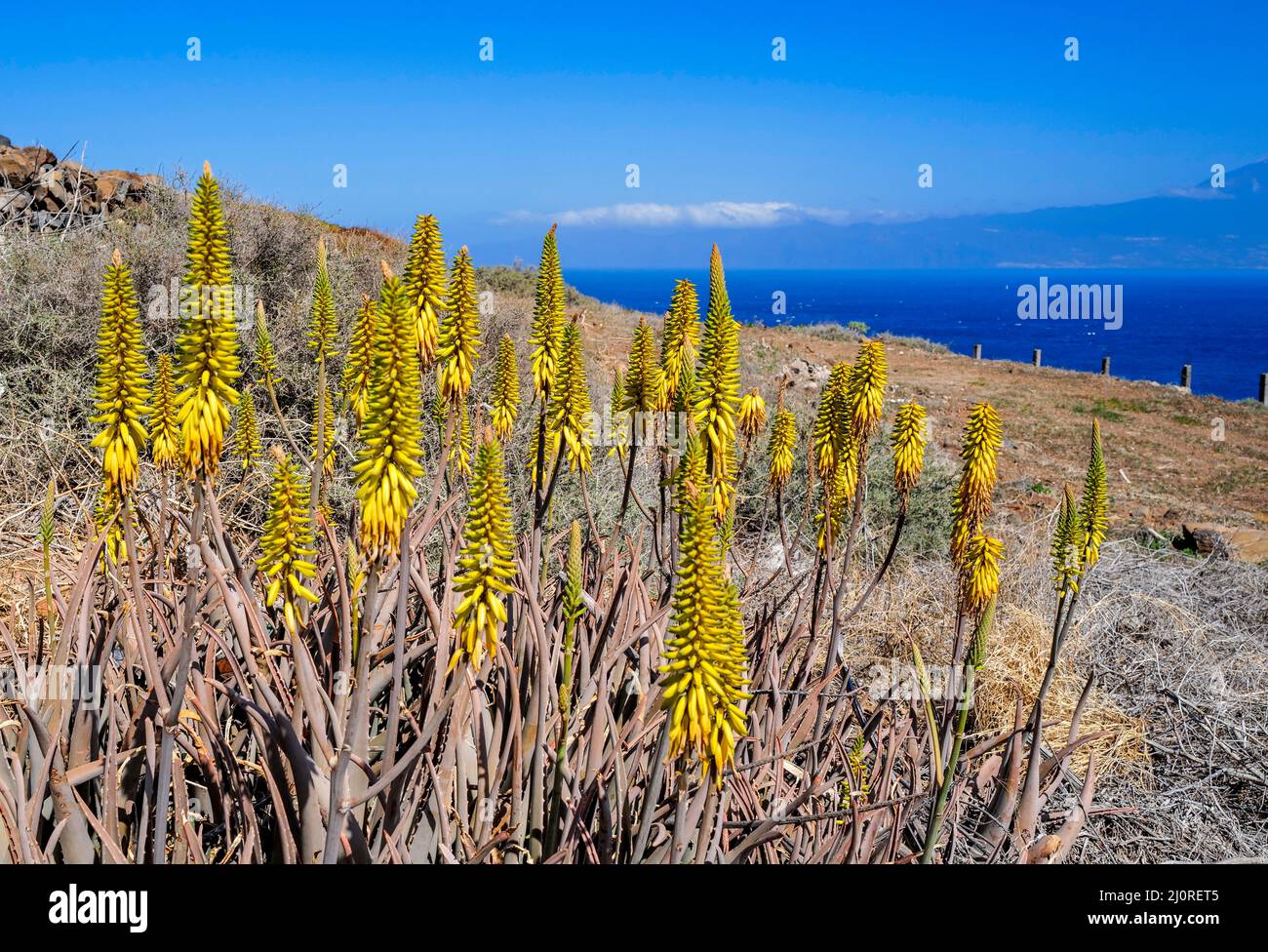 L'aloe vera plante avec des fleurs jaunes dans des paysages rocheux et secs près de San Sebastian sur la Gomera canary Island, Espagne Banque D'Images