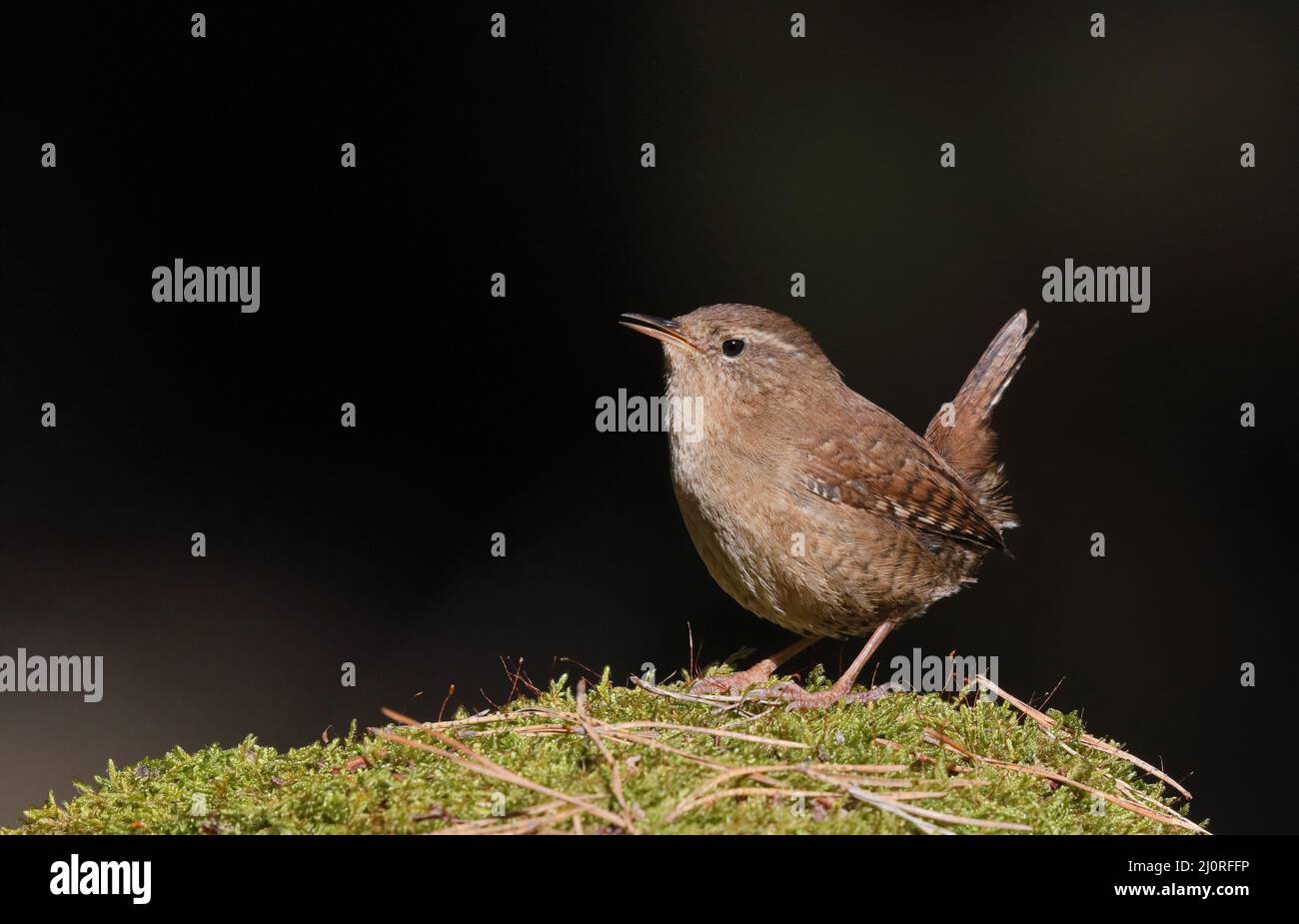 Wren eurasien debout sur des mousses avec queue levée Banque D'Images