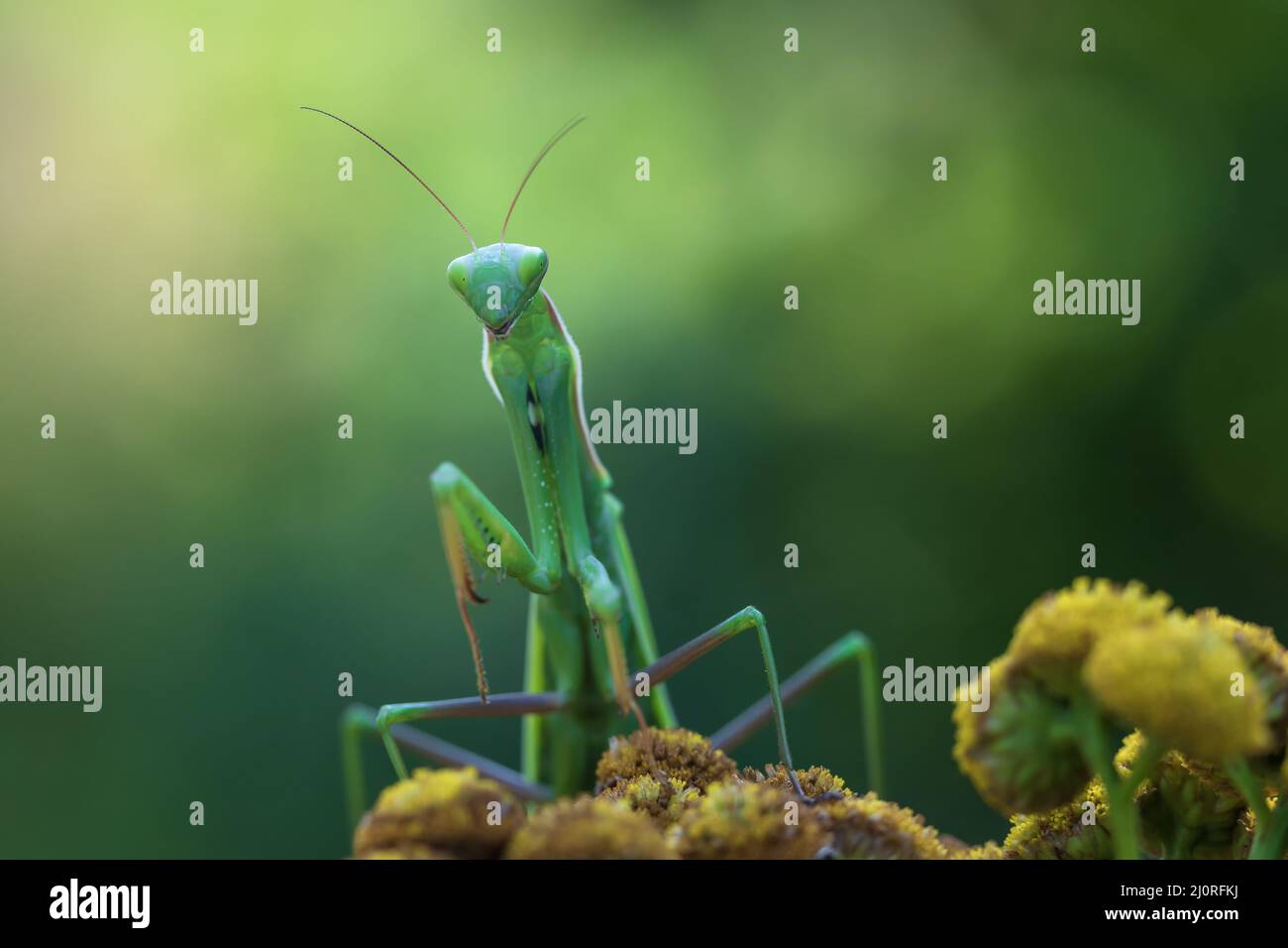 Mantis - Mantis religiosa portrait d'un insecte sur une fleur. L'arrière-plan est vert. Banque D'Images