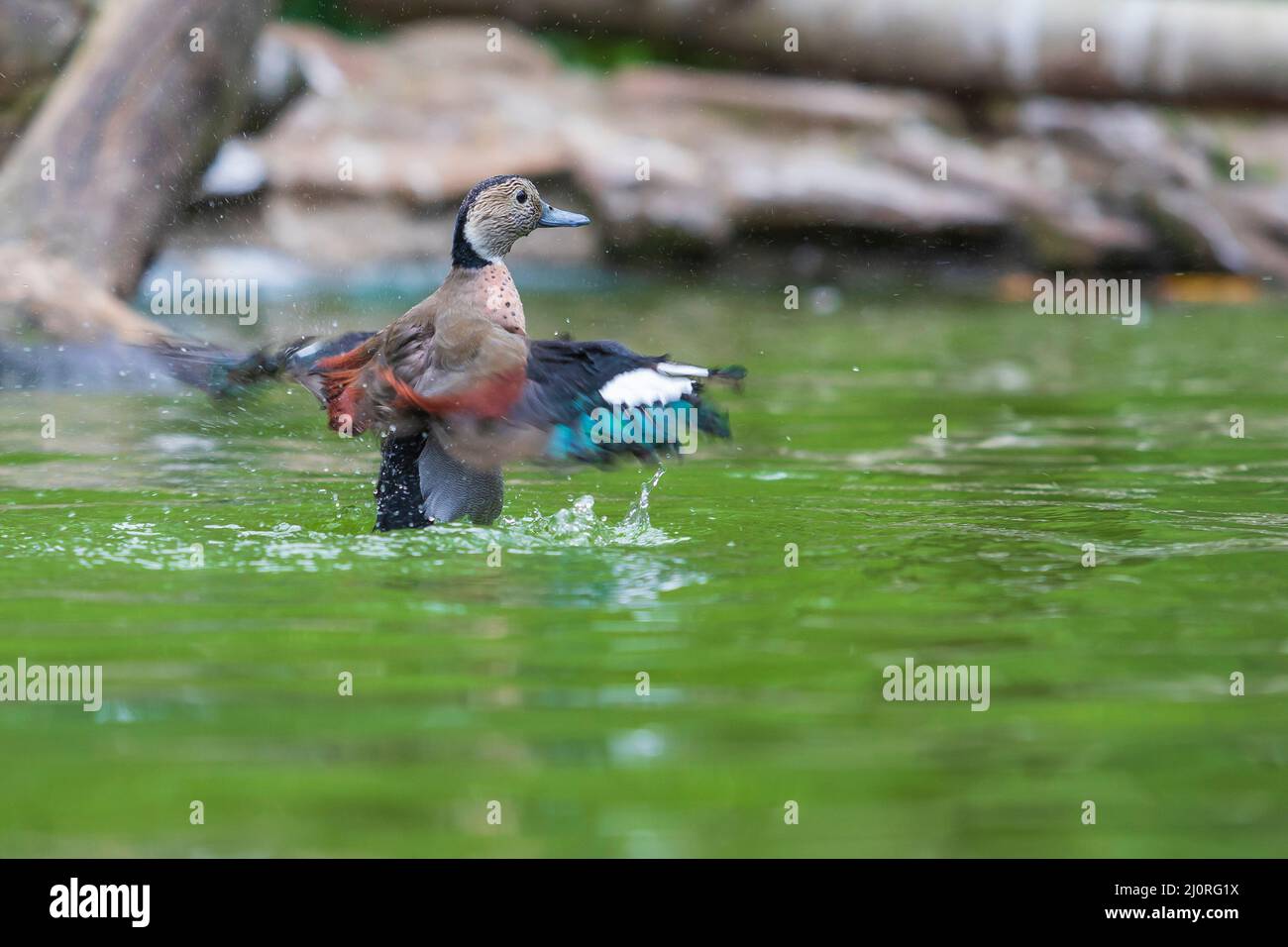 Le petit canard gris est dans l'eau. Elle flit ses ailes et des gouttes d'eau autour d'elle Banque D'Images