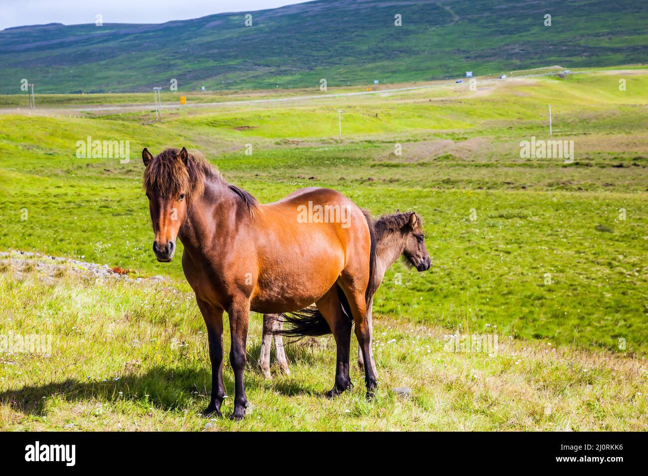 Des chevaux fabuleusement gentils Banque D'Images