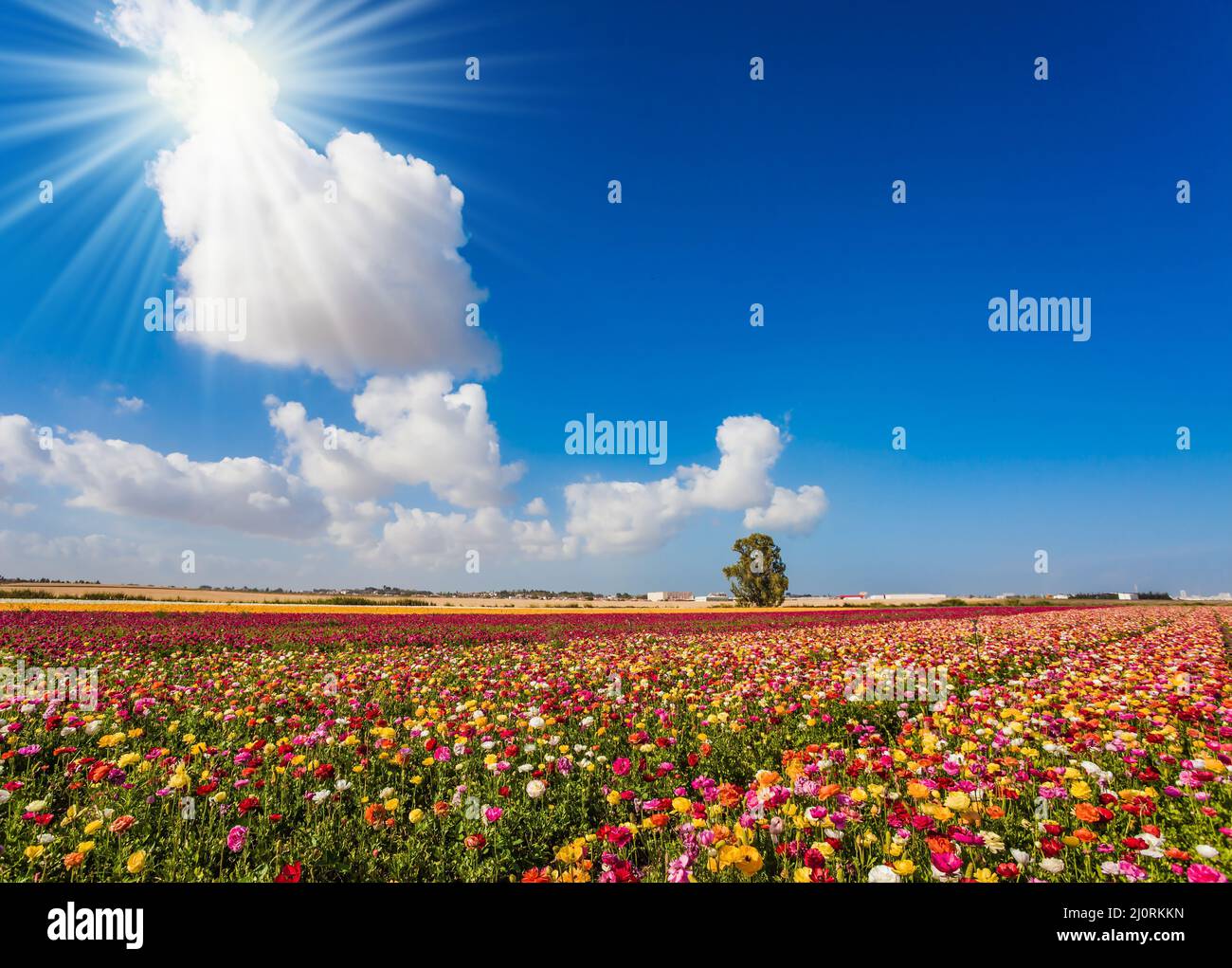 Domaine des coupes de beurre à fleurs Banque D'Images