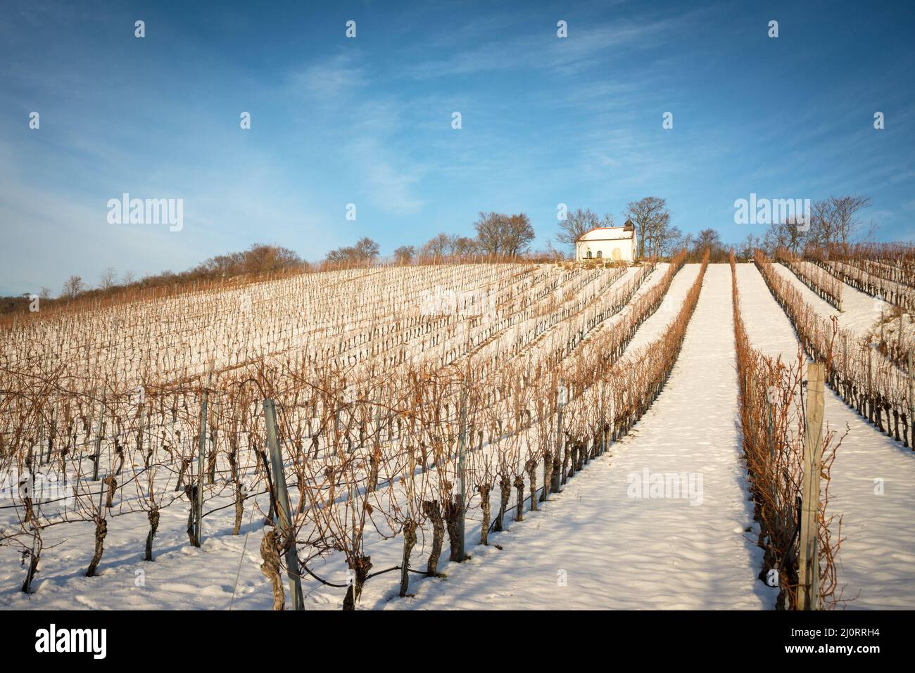 Journée d'hiver ensoleillée avec neige dans un vignoble du Burgenland Autriche Banque D'Images
