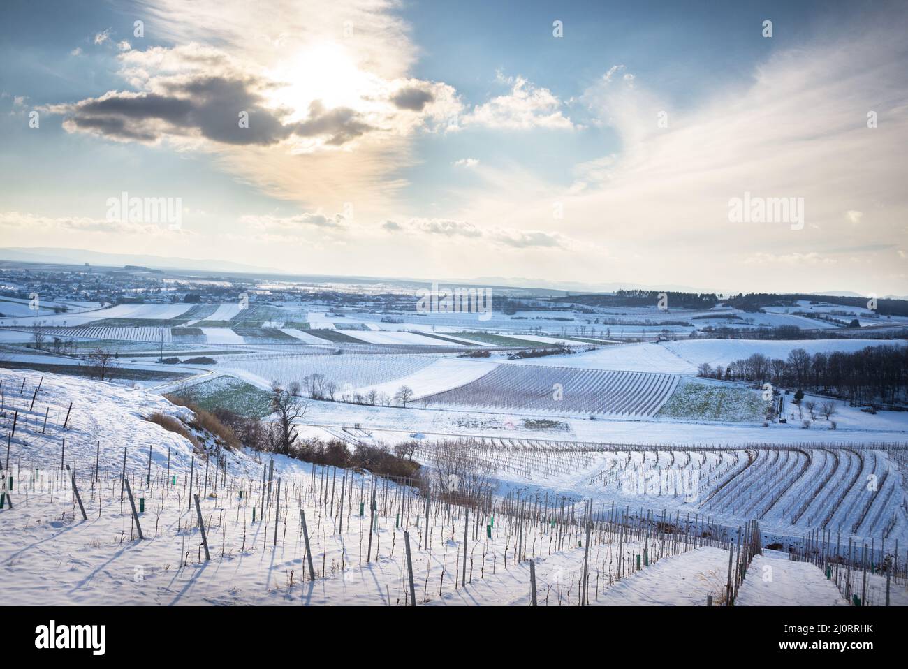 Journée d'hiver ensoleillée avec neige dans un vignoble du Burgenland Autriche Banque D'Images