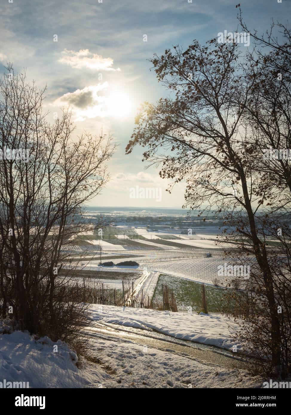 Vignobles d'hiver à burgenland Banque D'Images