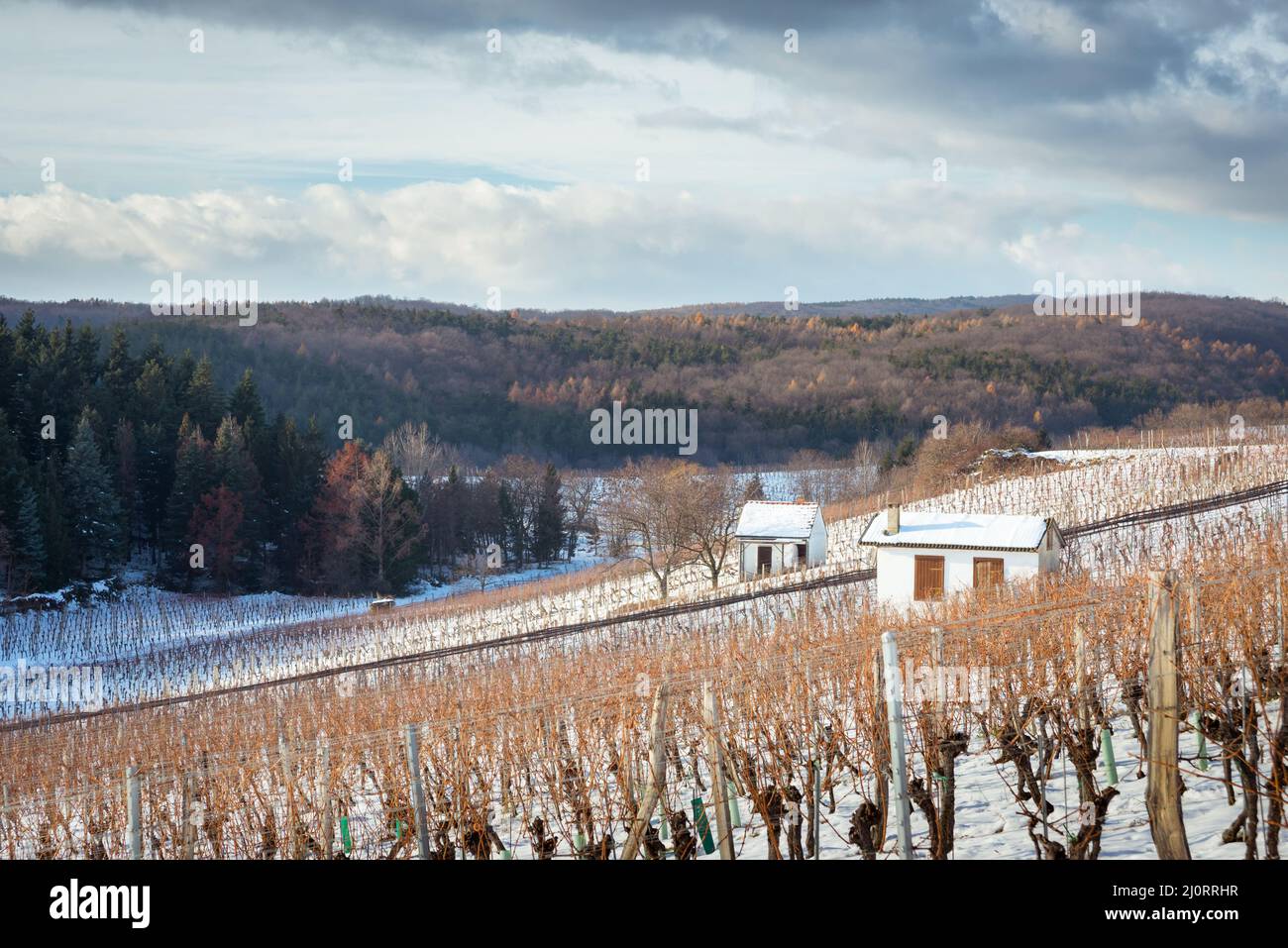 Vignobles d'hiver à burgenland Banque D'Images