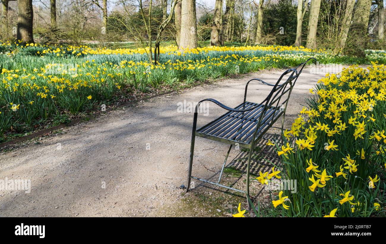 Un banc entouré de jolies fleurs de jonquille jaune au soleil de printemps capturé en mars 2022 dans un jardin de Cheshire. Banque D'Images