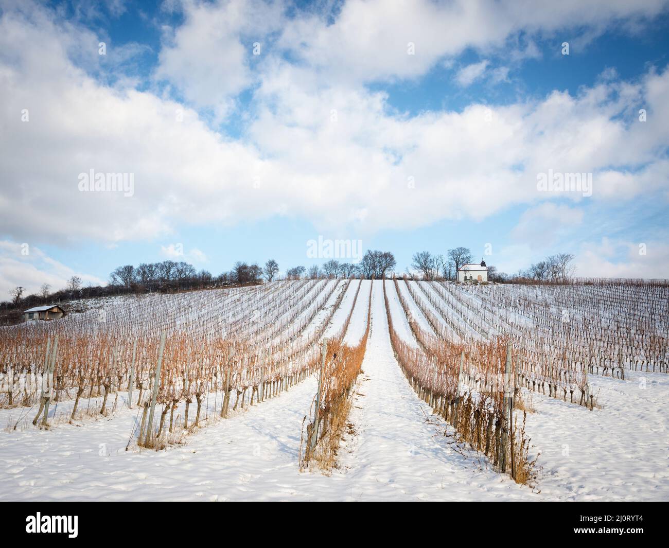 Paysage d'hiver sur les collines du Burgenland avec vignoble Banque D'Images