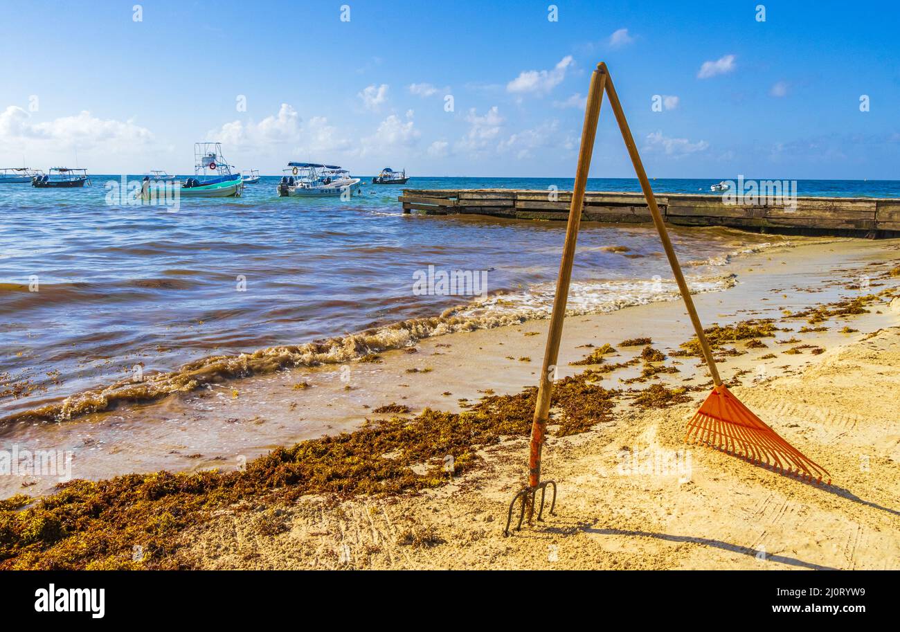 Râteau à fourche balai d'algues Sargazo plage Playa del Carmen Mexique. Banque D'Images