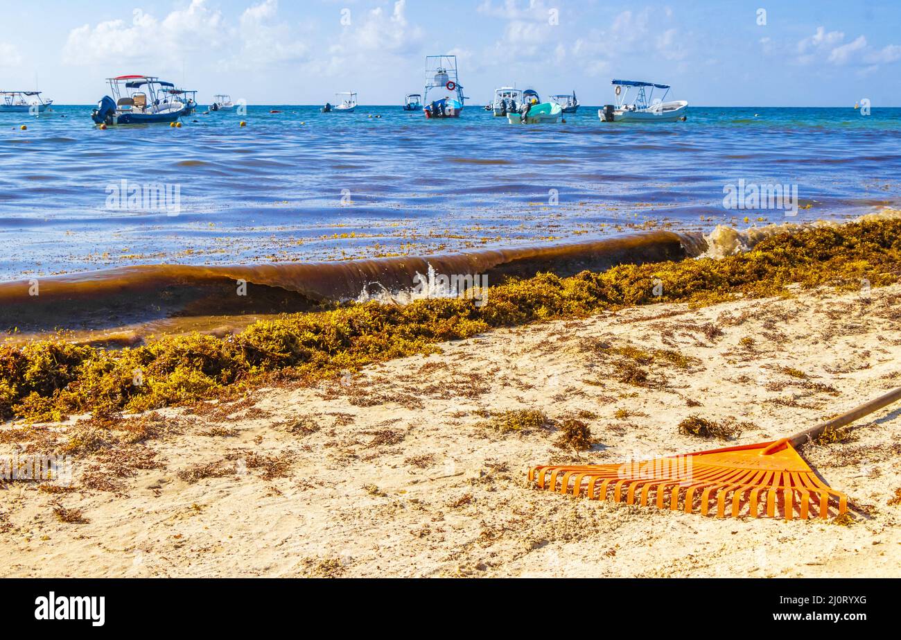 Râteau à fourche balai d'algues Sargazo plage Playa del Carmen Mexique. Banque D'Images