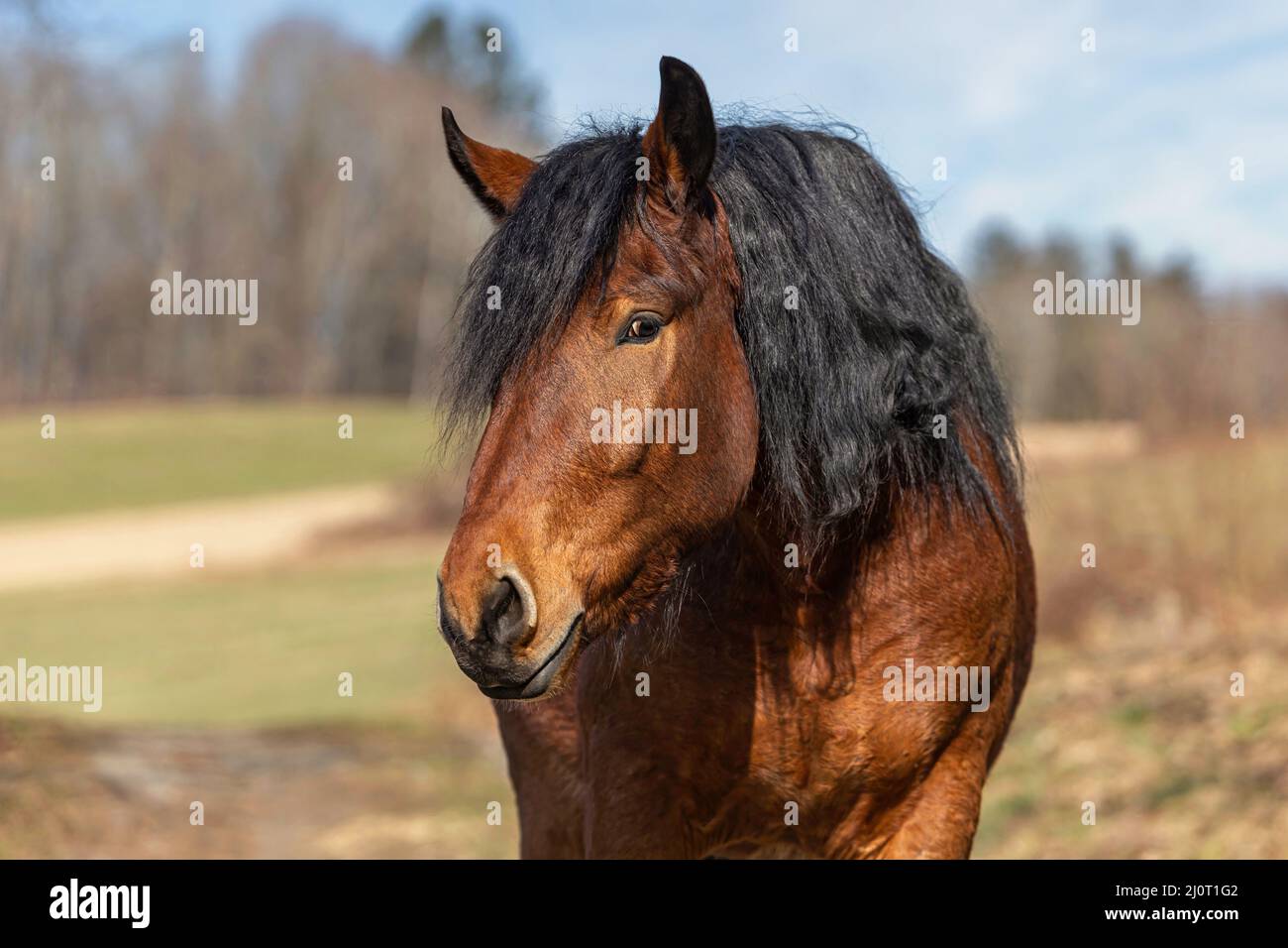 Portrait d'un jeune cheval de brouillons sud-allemand de la baie au printemps à l'extérieur Banque D'Images