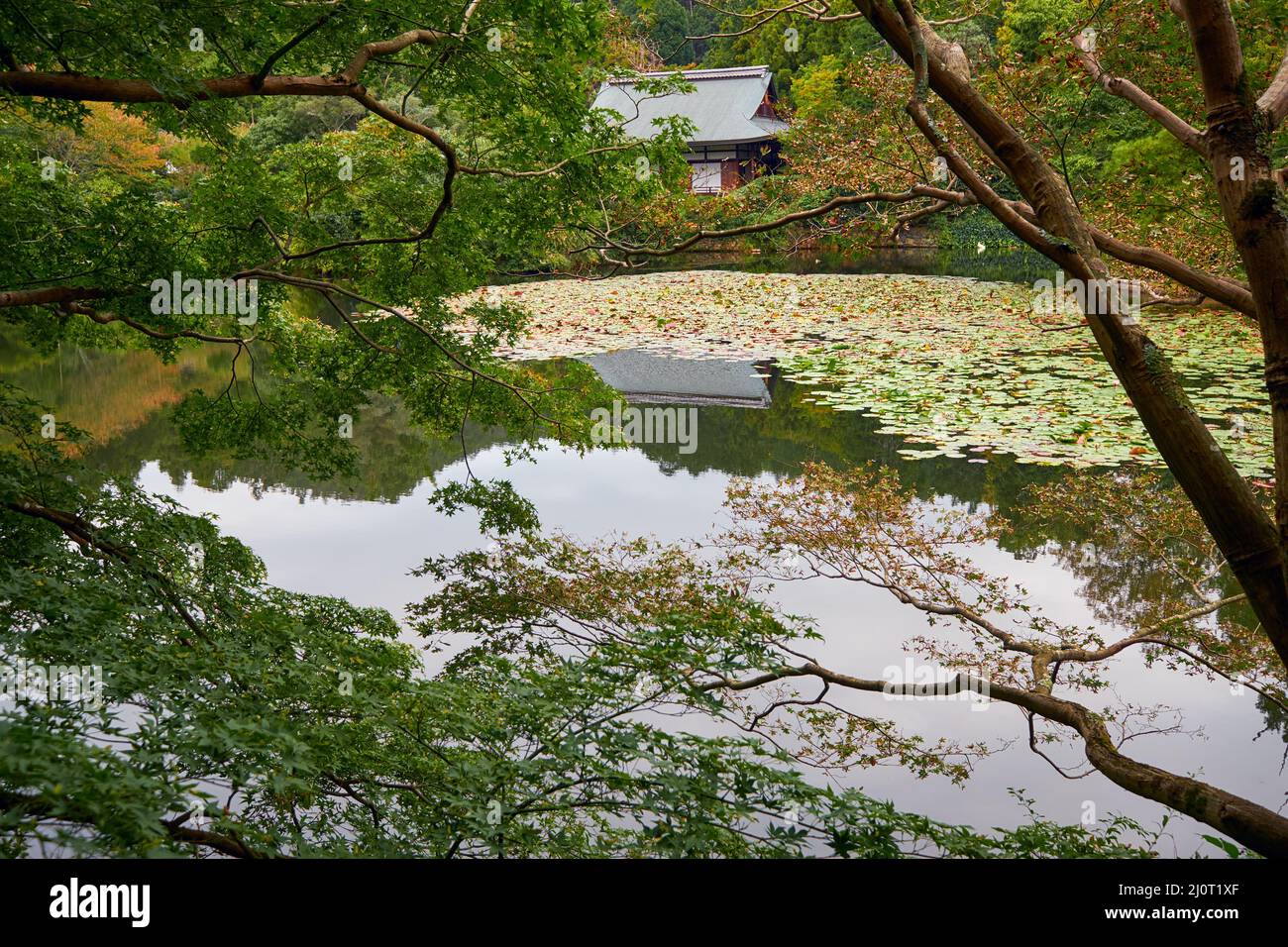Étang de Kyoyochi – le jardin aquatique du temple de Ryoan-ji. Kyoto. Japon Banque D'Images