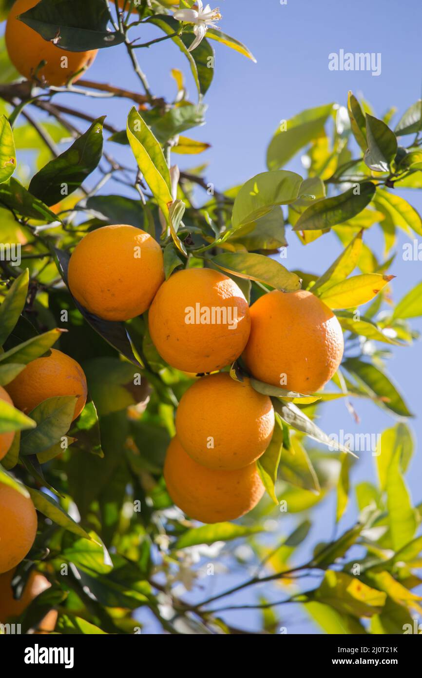 Oranges fraîches poussant sur un arbre dans le jardin de la maison de Californie , États-Unis Banque D'Images