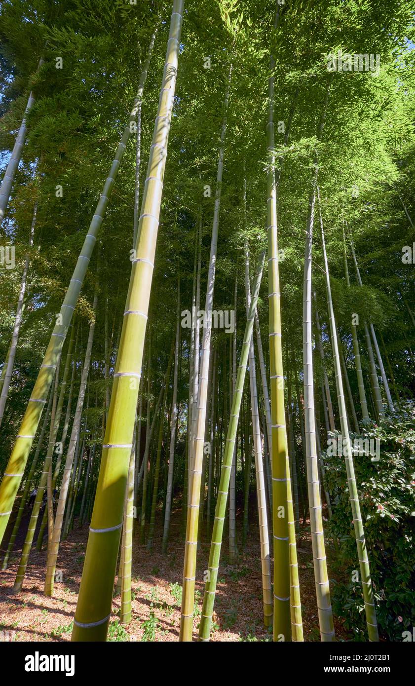 Bosquet de bambou de l'ancien jardin du château d'Edo. Tokyo. Japon Banque D'Images