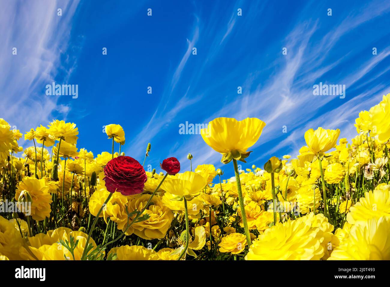 Jardin jaune luxuriant ranunculus Banque D'Images