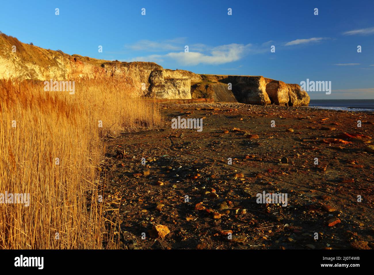 Roseaux qui poussent près de Blast Beach, Seaham, comté de Durham, Angleterre, Royaume-Uni. Banque D'Images