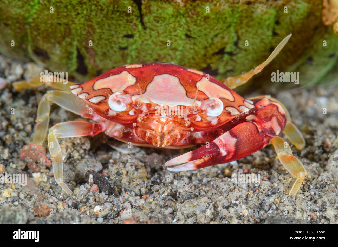 Crabe nageur d'Arlequin, Lissocarcinus laevis, Alor, Nusa Tenggara, Indonésie,Pacifique Banque D'Images