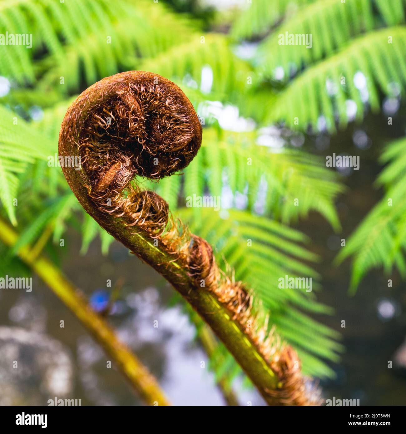 Étiquette À Bagage Nouvelle-Zélande Silver Fern