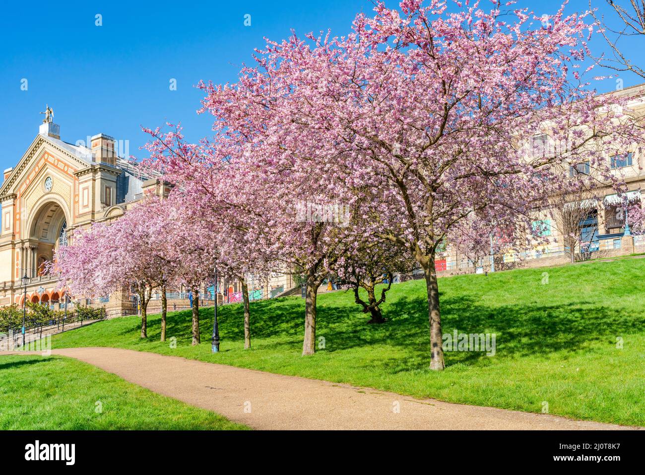 Cerisiers en fleurs à Alexandra Park, Londres, Royaume-Uni Banque D'Images