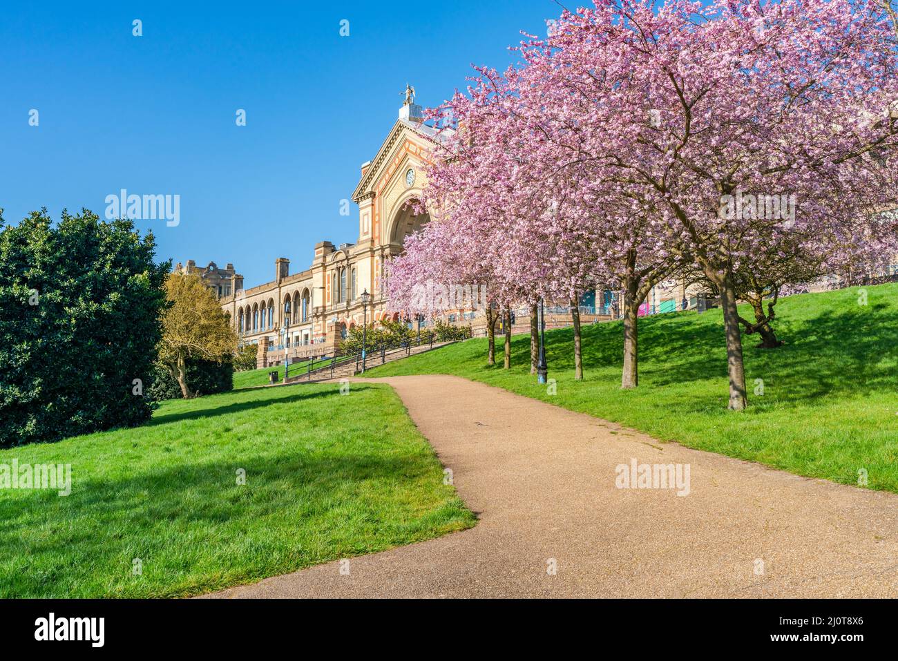 Cerisiers en fleurs à Alexandra Park, Londres, Royaume-Uni Banque D'Images