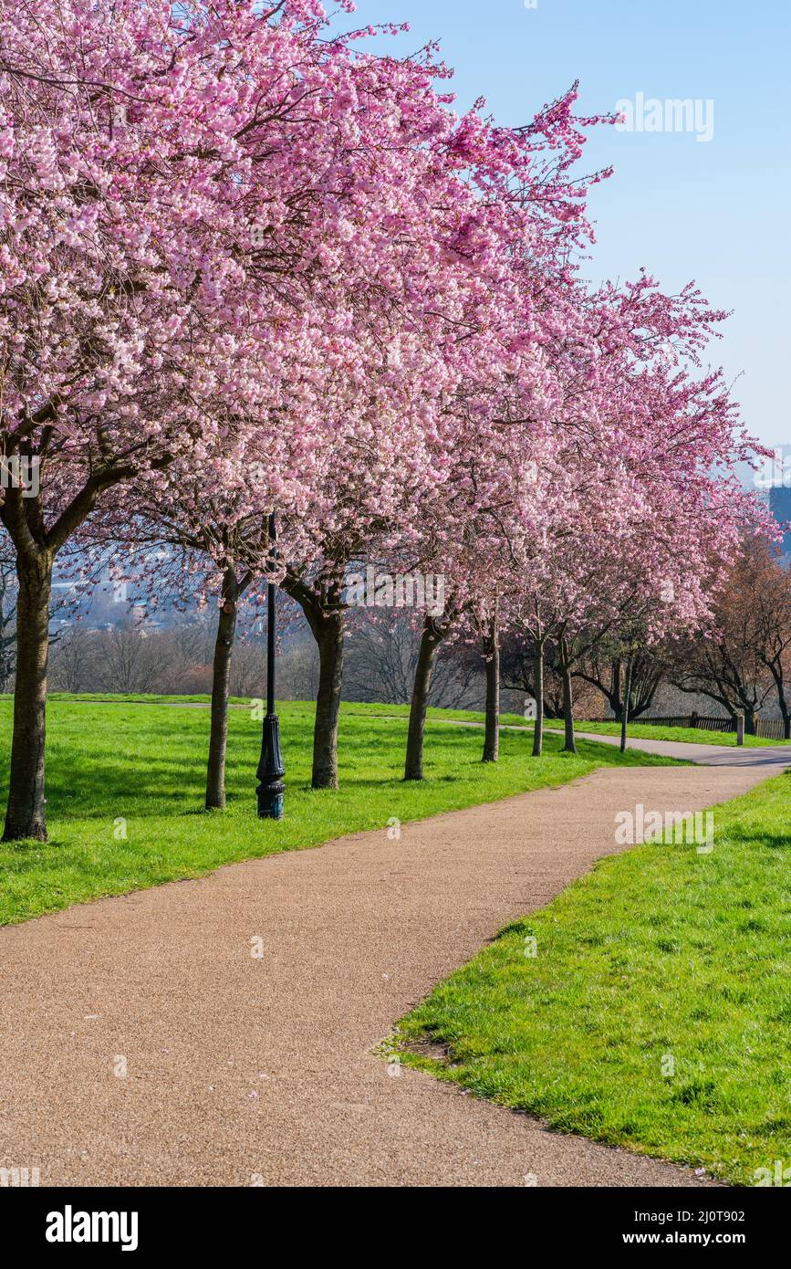 Cerisiers en fleurs à Alexandra Park, Londres, Royaume-Uni. Mise au point sélective Banque D'Images