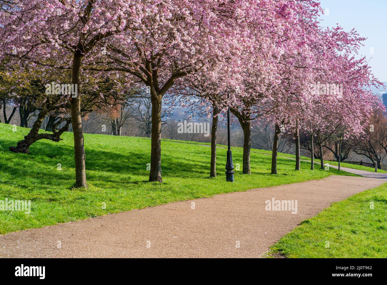 Cerisiers en fleurs à Alexandra Park, Londres, Royaume-Uni. Mise au point sélective Banque D'Images