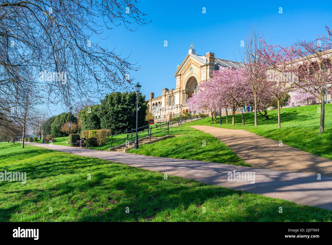 Cerisiers en fleurs à Alexandra Park, Londres, Royaume-Uni Banque D'Images